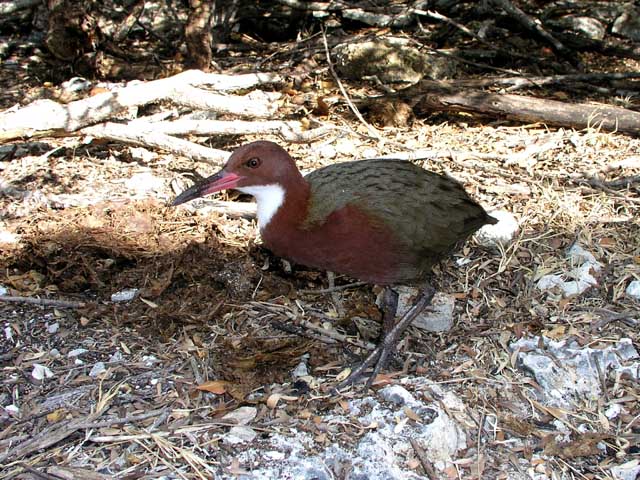 Aldabra Rail